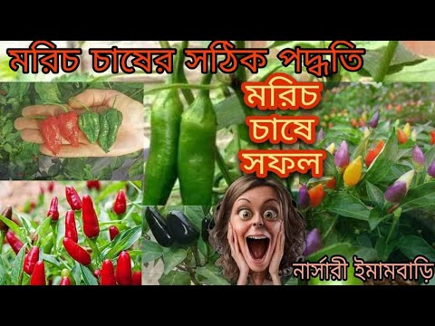 ভিডিও: মরিচকে কীভাবে সুস্বাদু করবেন