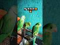 parrot sound video 💖😘 #shortsfeed #parrottalking #trend #parrotsound #mitthu #parrotvideo #shorts