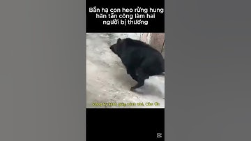 Bắn hạ con heo rừng hung hãn tấn công làm hai người bị thương #tintuc #news #tin