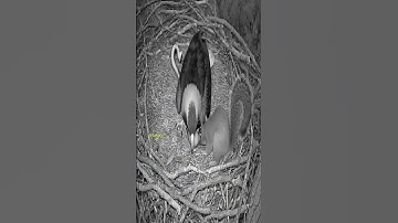 Shocking Footage Anima: HERO Squirrel DEFENDS Eagle Nest from Giant Snake Attack (Caught on Camera!)