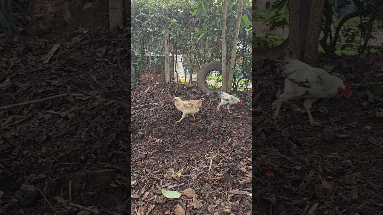 Young chickens scouring n Compost manure for earthworm & soil insects. 