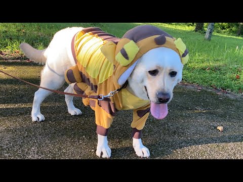 となりのトトロ ジブリ夏 金曜ロードショー風 犬 ラブラドールレトリバーどん スタジオ Ghibli Dog Don My Neighbor Totoro Youtube