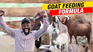 HOW TO MAKE THE PERFECT FEED FOR GOATS, SHEEP AND CATTLE AS A LIVESTOCK FARMER IN AFRICA