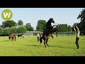 Horses - the fastest and most expensive horses in the world (animal documentary in HD )