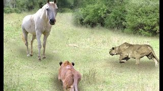 狮子王大战野马和斑马，相机捕捉到的野生动物打斗场面！