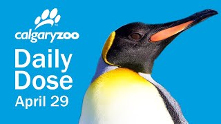 Your Daily Dose: Penguin Plunge Tour  Part 1