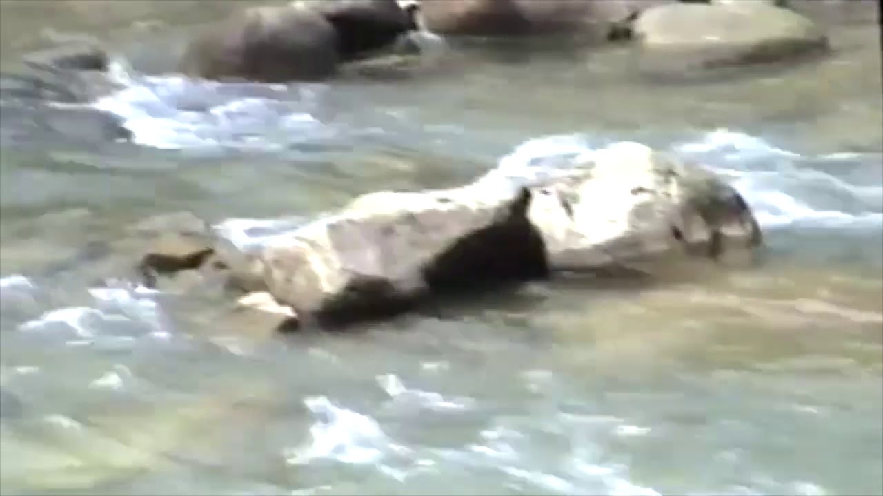 Giresun-Güce-Yayla 1996