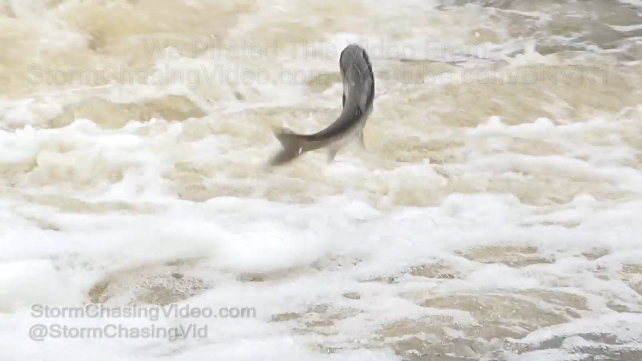 Raging Waters Send Silver Carp Flying - 5/10/2017