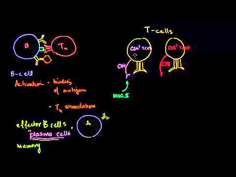 الخلايا البلازمية والخلايا المساعدة