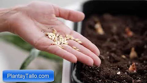 ¿Las semillas germinan mejor en la oscuridad?
