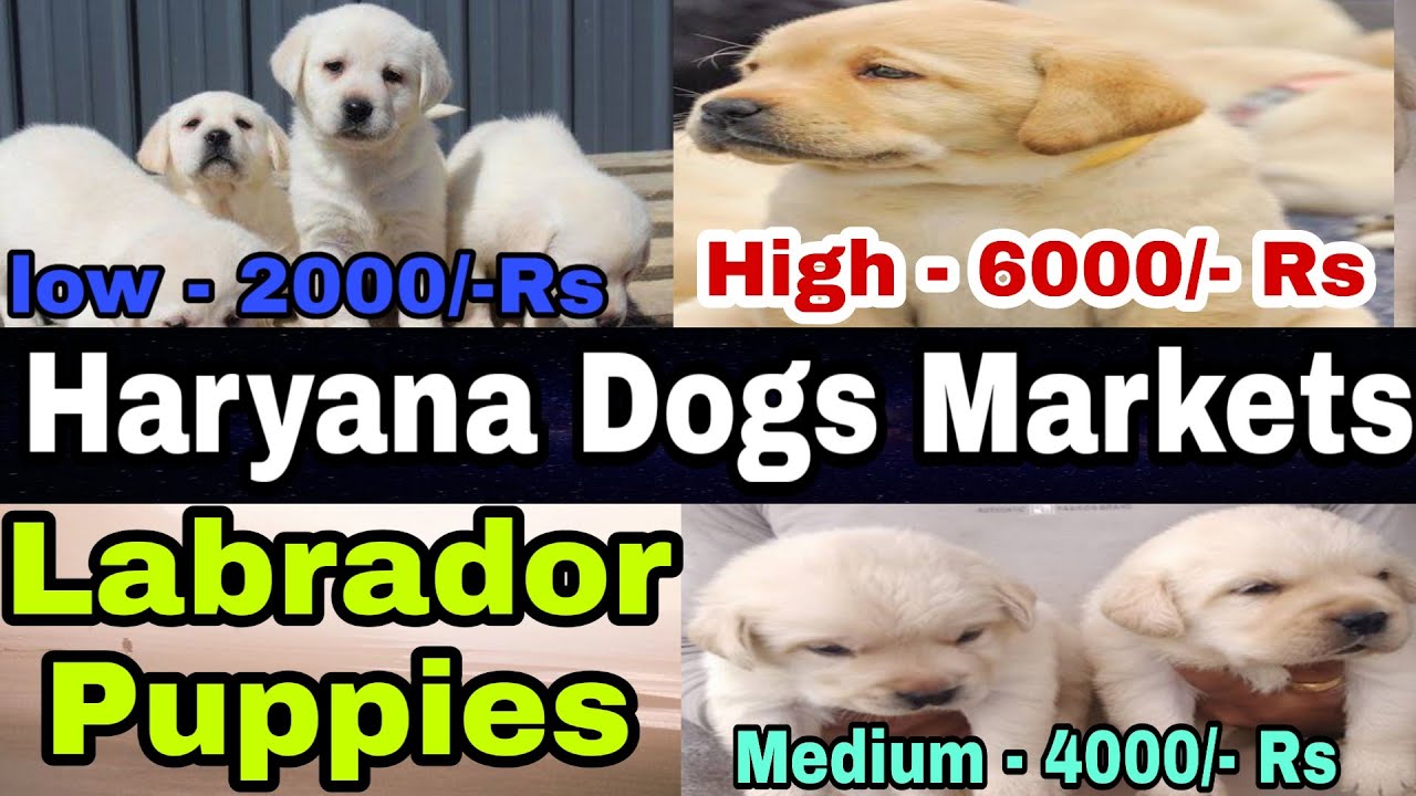 Haryana Cheapest Dogs Market in india Ft labrador low 2000Rs