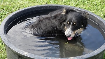 MON BEAU CANTAL N°100 Transhumance moutons juin 2017 St Simon