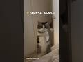 寝てたら謎の儀式で起こされる🤣#猫 #猫のいる暮らし #cat
