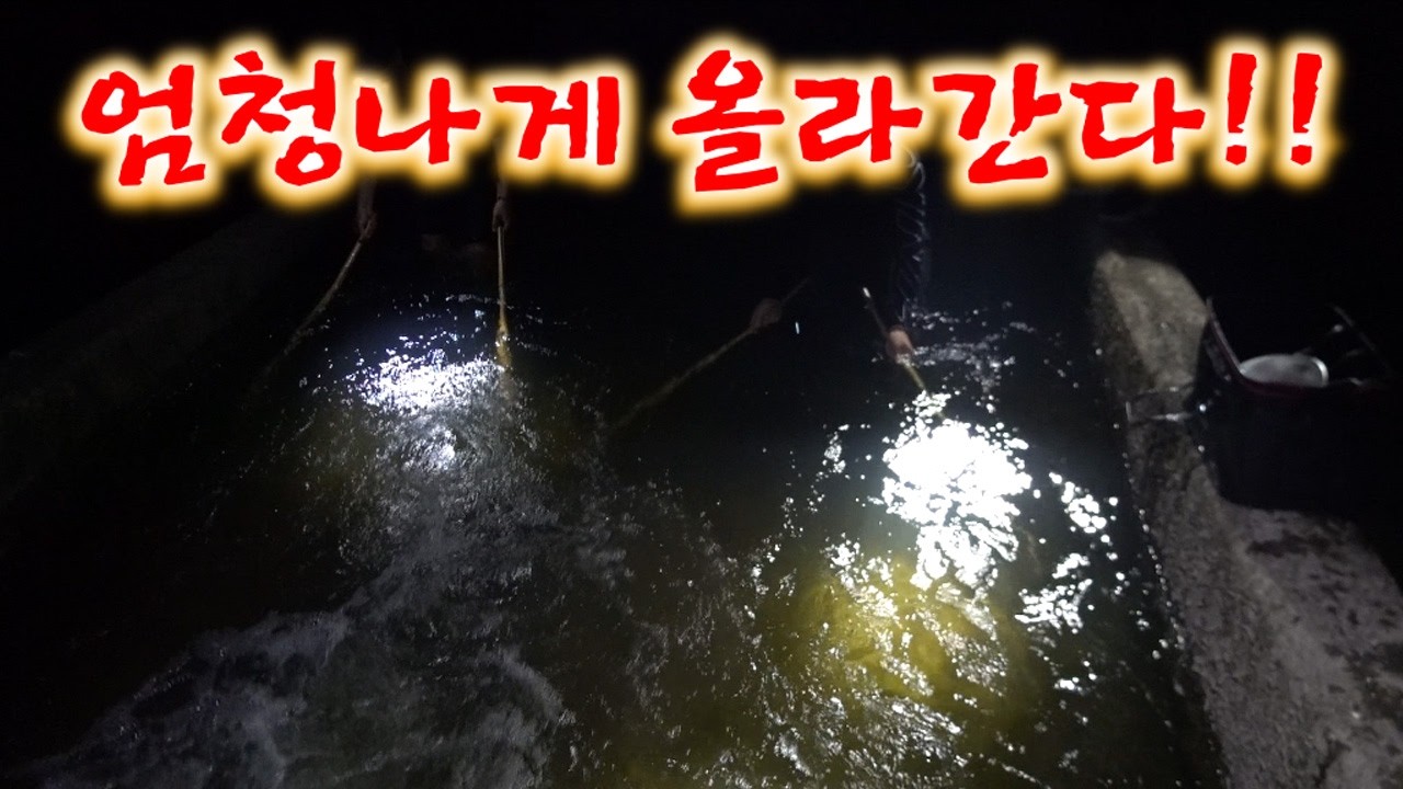 비가오니 애들이 미쳤네!!북천 보 위로 다뛰쳐올라간다!
