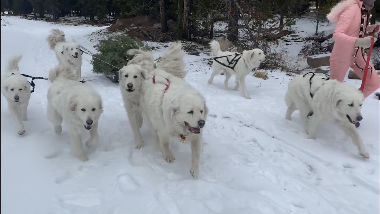 are great pyrenees snow dogs