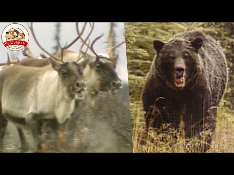圧巻】北米の巨大なトナカイ・カリブーたちの大移動！待ち構える