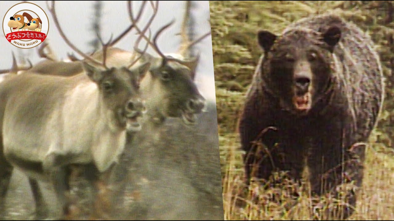 圧巻】北米の巨大なトナカイ・カリブーたちの大移動！待ち構える