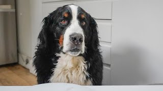 Bernese Mountain Dog Does Food Review