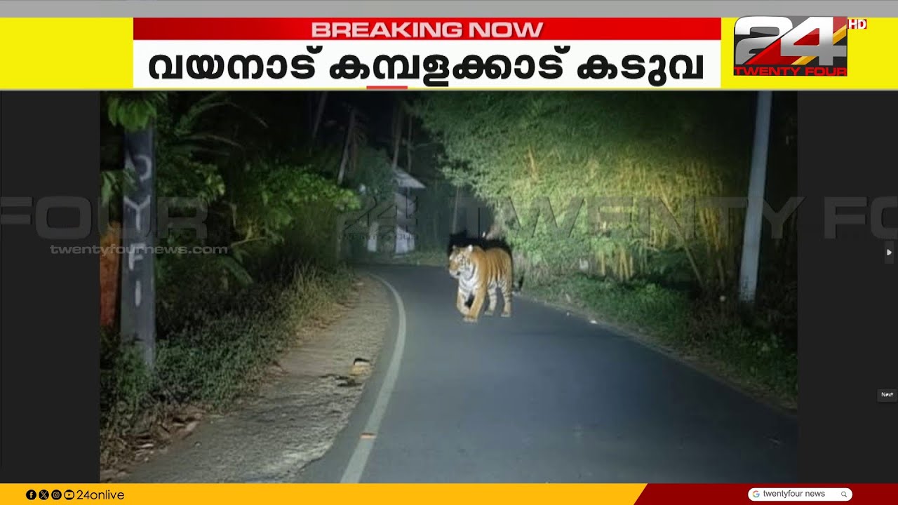 വയനാട് കമ്പളക്കാട് ജനവാസ മേഖലയിൽ കടുവയിറങ്ങിയതായി നാട്ടുകാർ