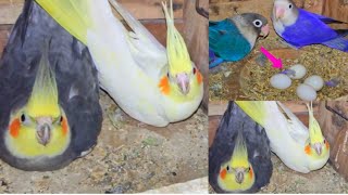 Mashallah cocktail birds eggs dene wale ha ♥️ || Budgies breeding progress information ||