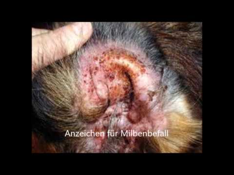 Video: Ohrmilben Bei Der Behandlung Von Hunden