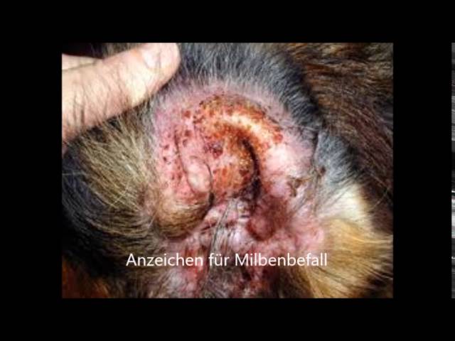 Hund Milben im Ohr: Soforthilfe und effektive Behandlung! 3 sddefault