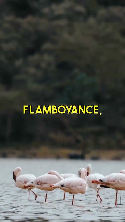 A group of flamingos is called a flamboyance. - YouTube