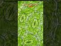 Leaf under microscope#Microscope #LeafStomata #Biology #Science #PlantCells #MicroscopeVideo