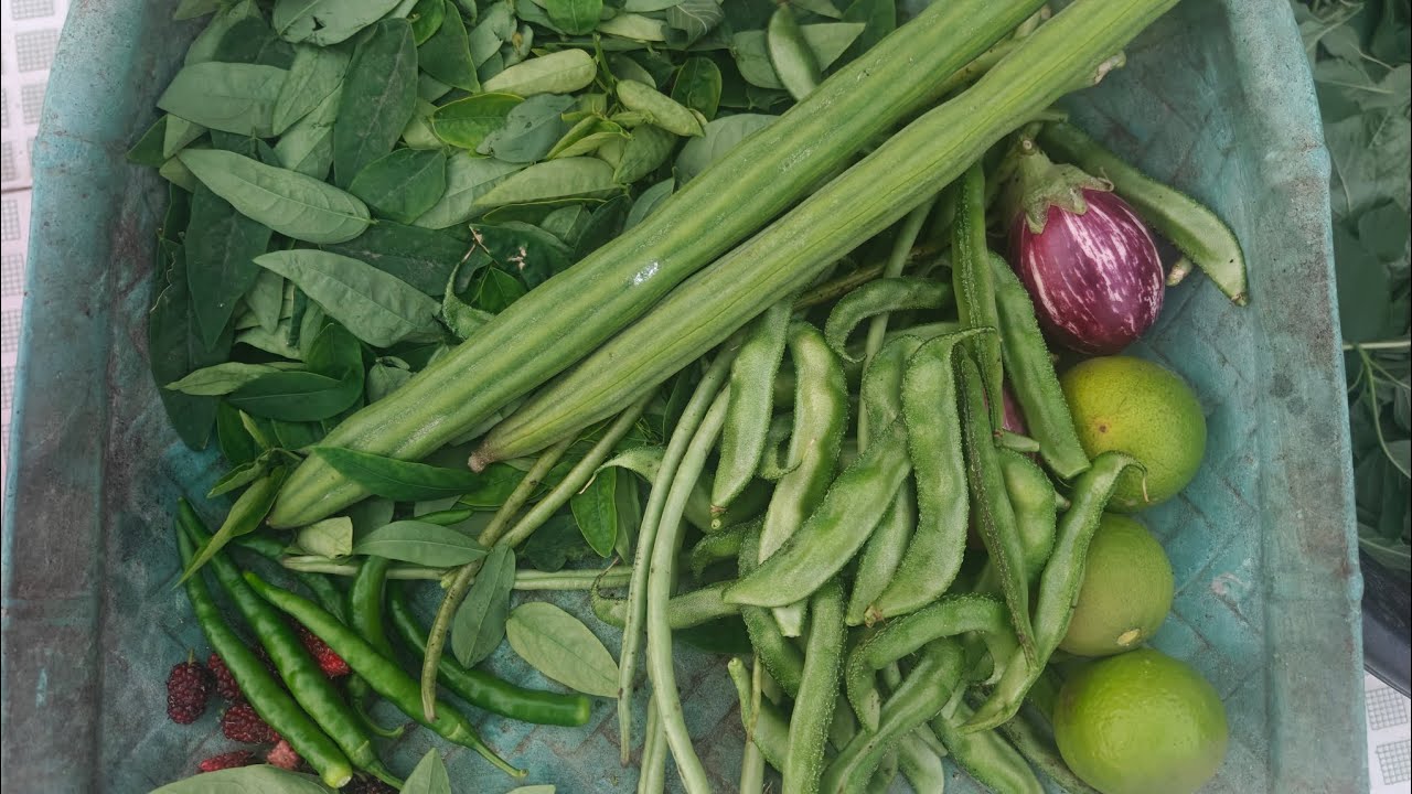 Terrace Garden/ Harvest/veg & fruit 🍆🫛🍇🫐