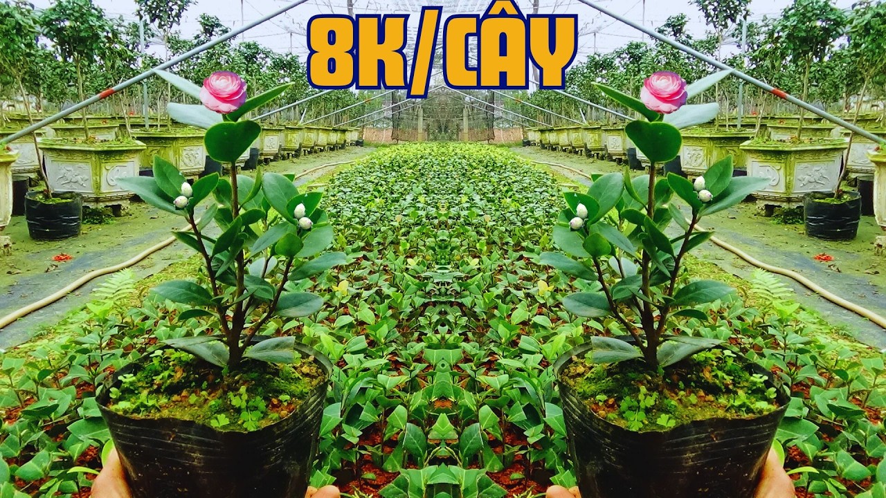 TRÀ MY CỔ GIÁ CHỈ 8K/ CÂY || 1 NĂM XUẤT BÁN 1 LẦN || VKC 0988015061