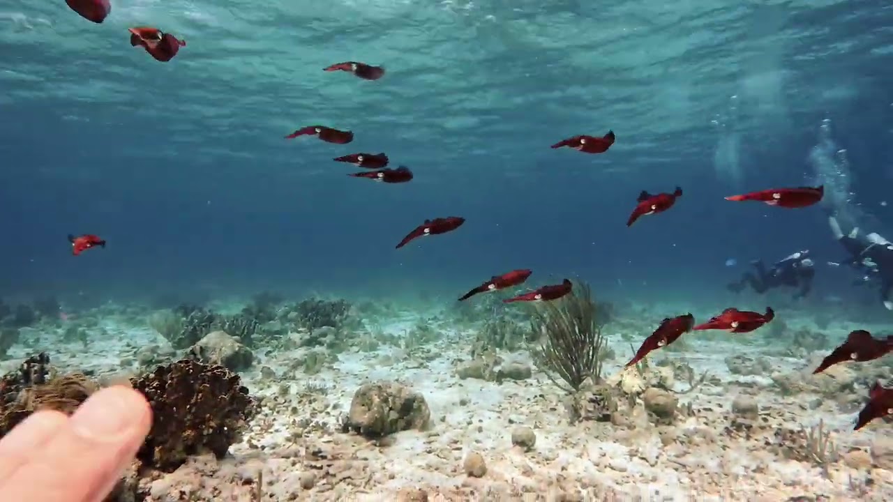 Curacao Scuba Diving - With Ocean Encounters 