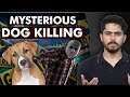 How Dogs are Killed Mysteriously in Pakistan? What are the Solutions?