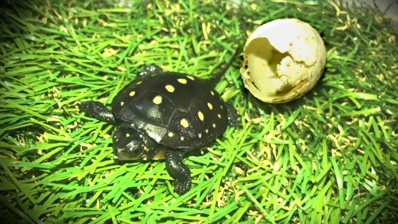 亀の卵が孵化しました 産卵から亀ベビー誕生まで Youtube
