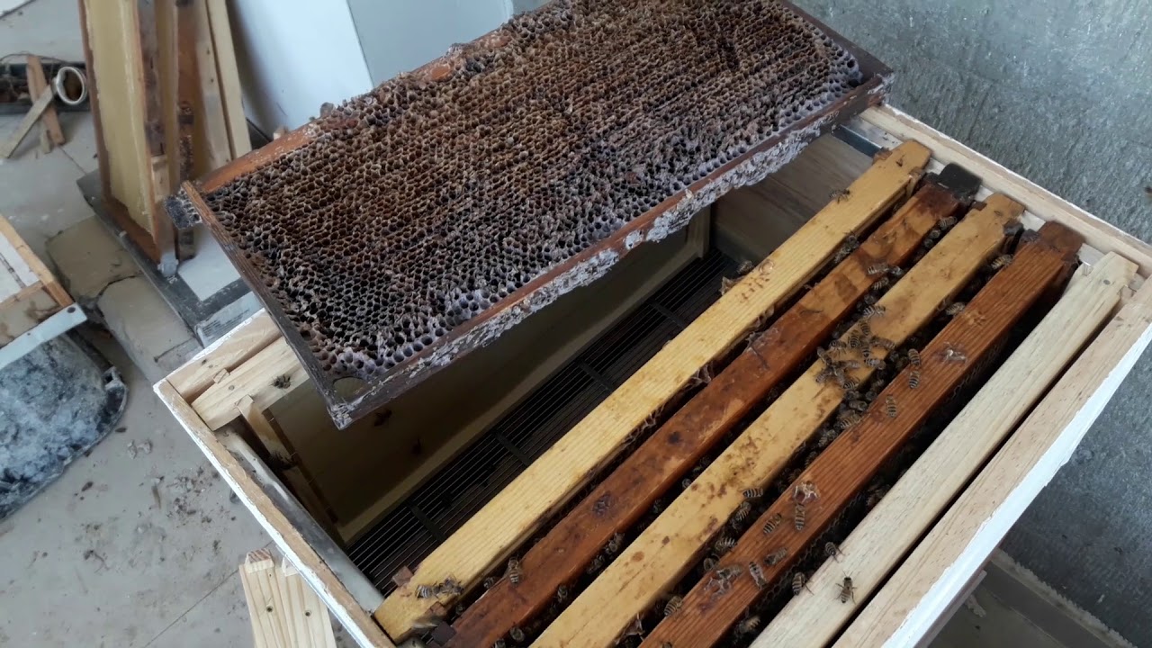 الدرس السابع عشر:: طريقة أخرى للتقسيم سهلة وبسيطة مع الحفاظ على قوة الخلية الأم ومنع التطريد الطبيعي