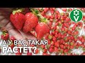 ХВАТИТ РАЗДУМЫВАТЬ! Вот ЭТИ СОРТА КЛУБНИКИ придутся по вкусу даже гурманам!