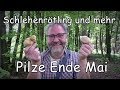 Schlehenrötling und mehr   Pilze Ende Mai