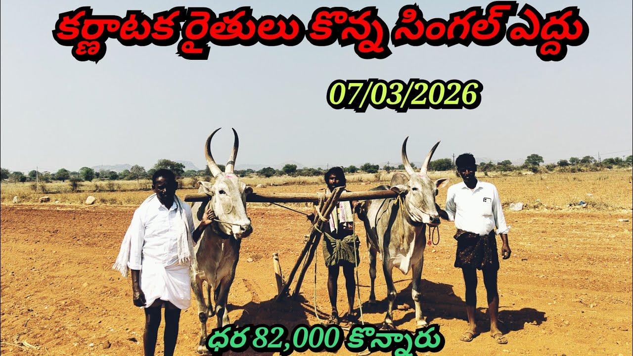 07/03/2026 తుమ్మలబీడులో కర్ణాటక రైతులు సింగిల్ ఎత్తు కొన్నారు ఏ విధంగా ఉందో చూడండి