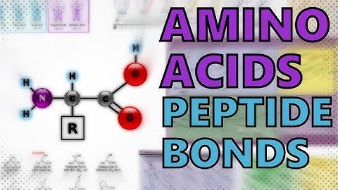 Amino Acids and Peptide Bonds - Condensation Reactions