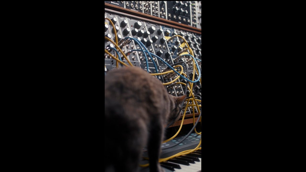 SYNTH CAT