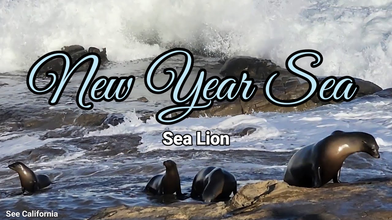 New Year Sea, Sea Lion