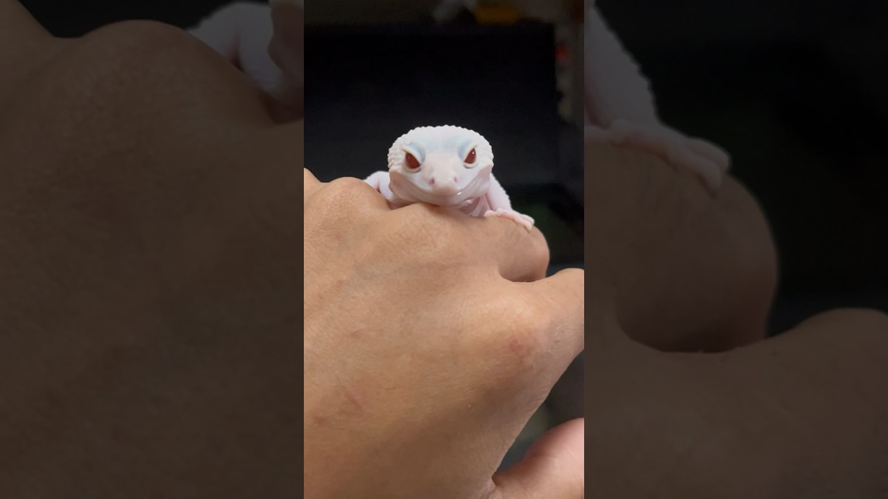 CUTE LEOPARD GECKO! | DIABLO BLANCO 🤍✨ 