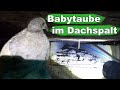 Babytaube in Dachspalt gestürzt - Tiernotruf #340