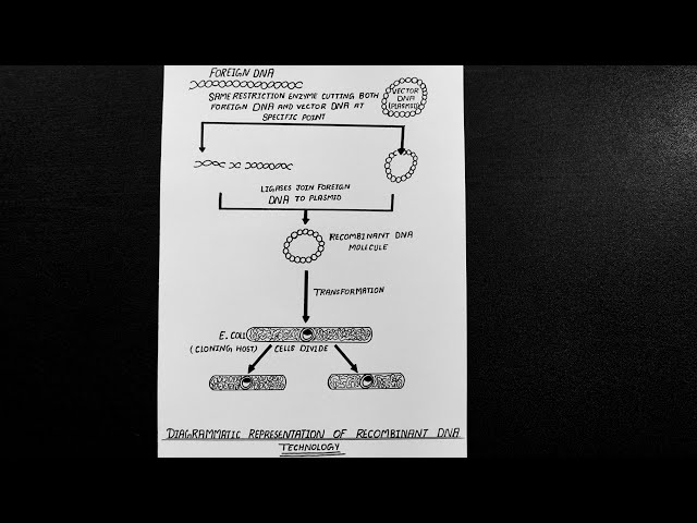 Recombinant Dna Diagram