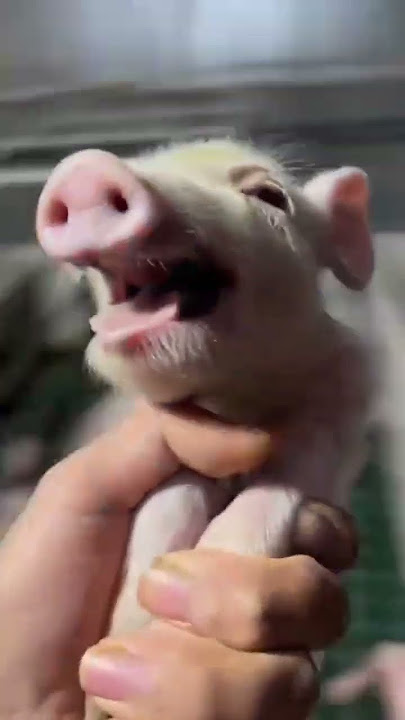 Babi ketawa #babi #fyp