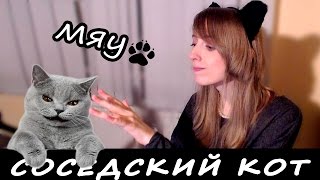 Соседский кот