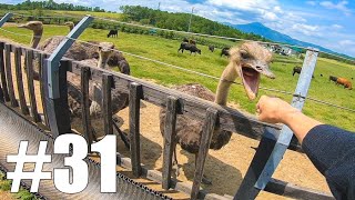 【仕事辞めて日本一周ツーリング Part31 北海道】ニセコダチョウ牧場・比羅夫【モトブログ旅（リメイク）】