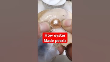 How the oyster tricked to make pearls?