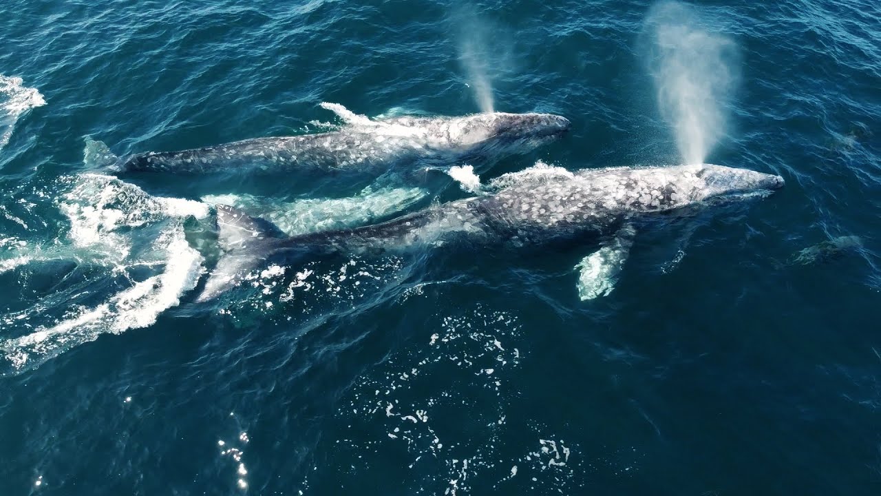 12 Interesting Facts About Whales | Capt. Dave's Whale Watching