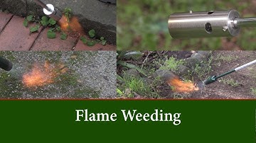Flame Weeding Comparing the Weed Dragon and the Hot Devil Gas Flame Weeders.