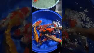 musik dj musikelektronik musikhouse edm sairinkedirikoi koi ikankoiberkualitas